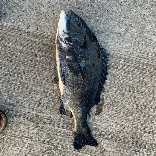 チヌの釣果