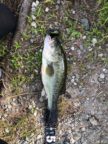 ラージマウスバスの釣果