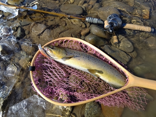 ブラウントラウトの釣果