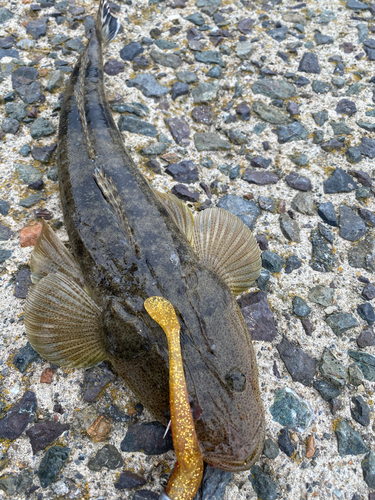 マゴチの釣果