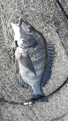 チヌの釣果