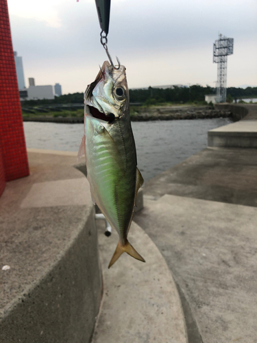 アコウの釣果