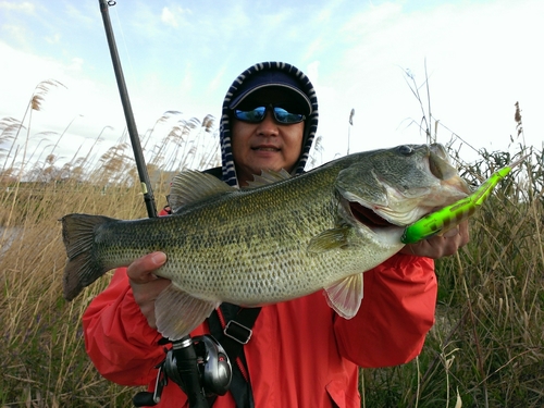 ブラックバスの釣果