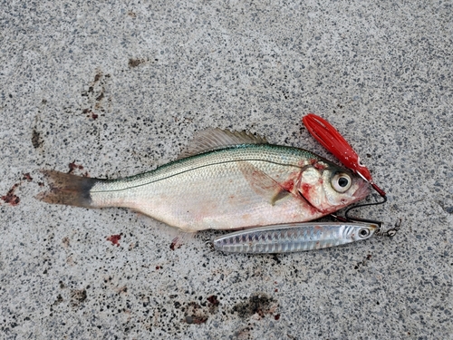 オキタナゴの釣果