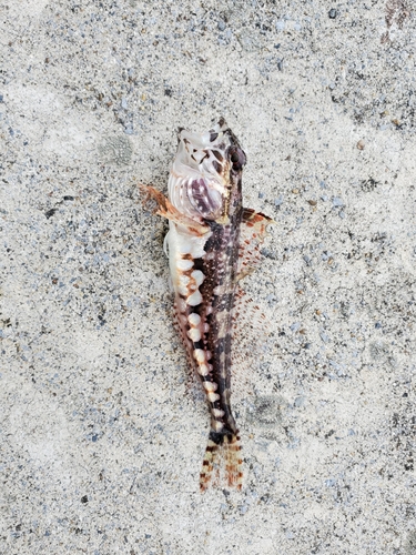 アサヒアナハゼの釣果