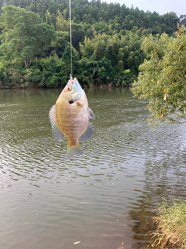 釣果