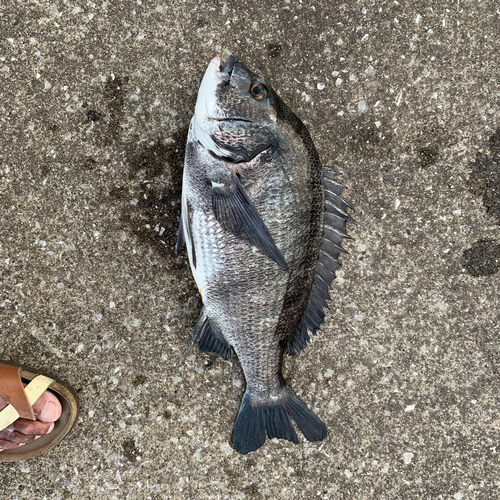 チヌの釣果