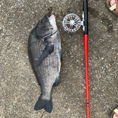 チヌの釣果