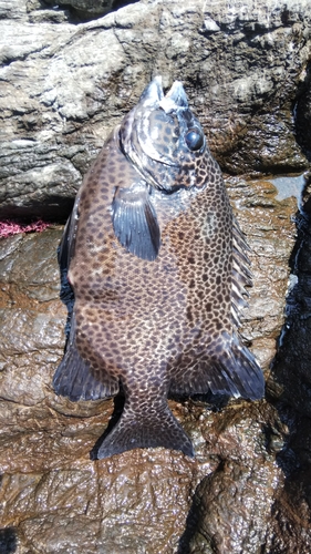 イシガキダイの釣果