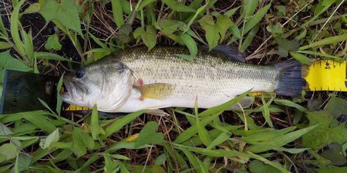 ラージマウスバスの釣果