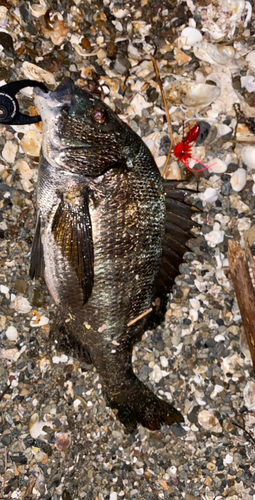 クロダイの釣果