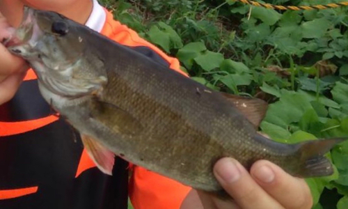 ブラックバスの釣果