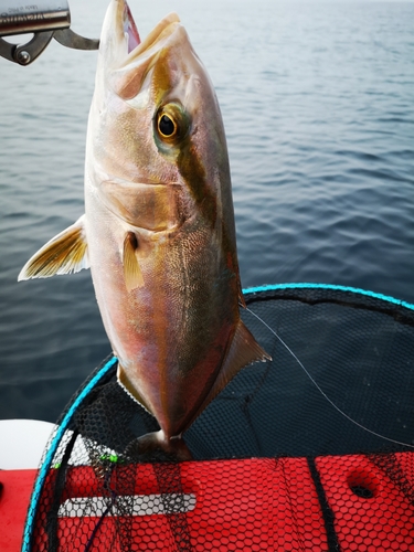 ネイリの釣果