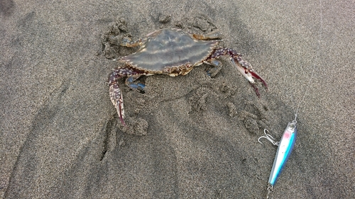 ワタリガニの釣果