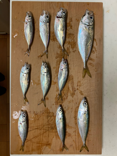 アジの釣果