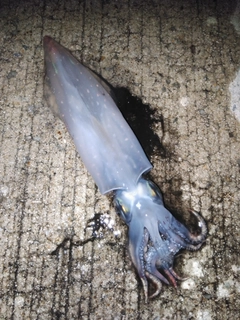 ケンサキイカの釣果