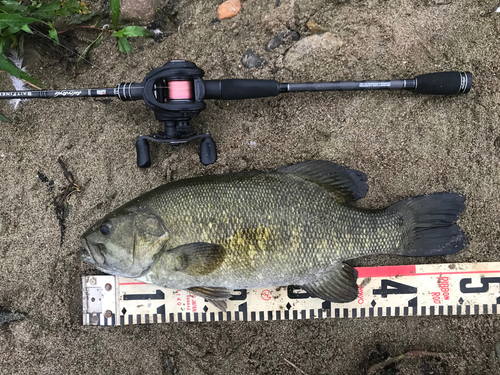 スモールマウスバスの釣果