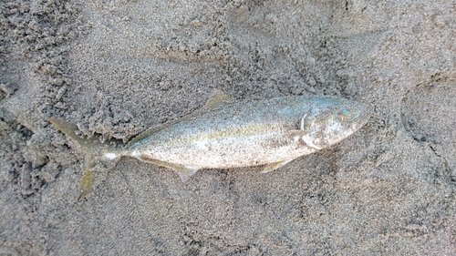 ワカシの釣果