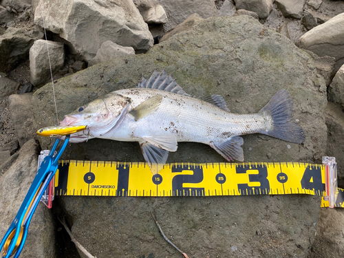 シーバスの釣果