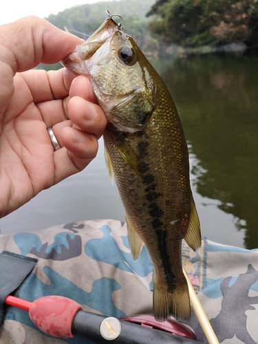 ブラックバスの釣果