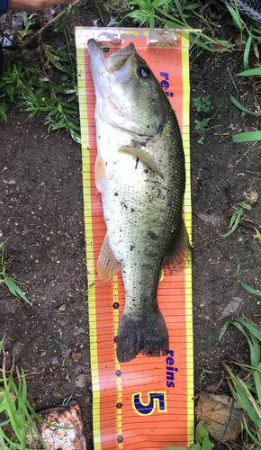 ブラックバスの釣果