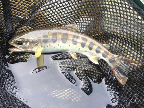 アマゴの釣果