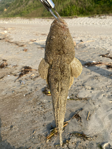 マゴチの釣果