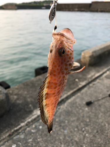 オオモンハタの釣果