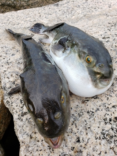 トラフグの釣果