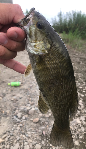 スモールマウスバスの釣果