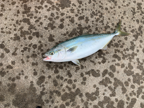 イナダの釣果