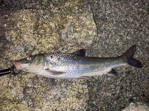 ニゴイの釣果