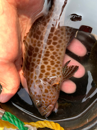 オオモンハタの釣果