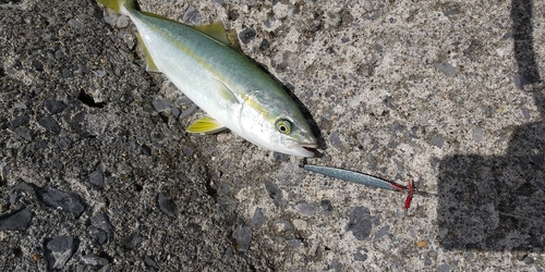 ワカシの釣果