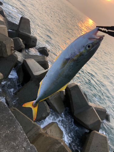 ツバスの釣果