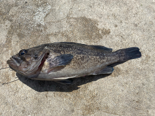 ソイの釣果