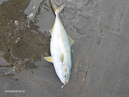 ワカシの釣果