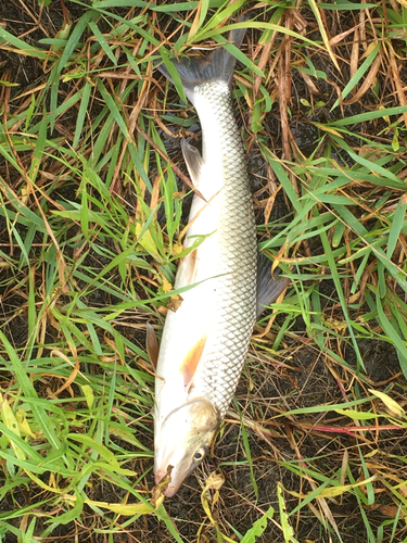 ニゴイの釣果