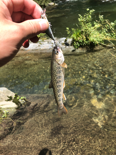 イワナの釣果