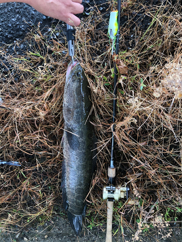 ライギョの釣果