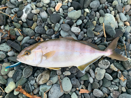 ショゴの釣果