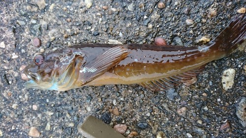 アナハゼの釣果