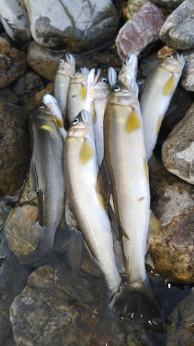 アユの釣果