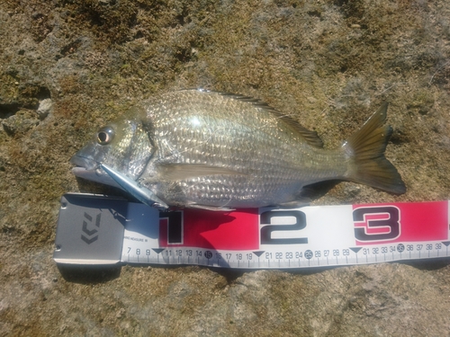 ミナミクロダイの釣果