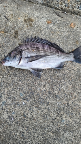 クロダイの釣果