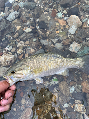 スモールマウスバスの釣果