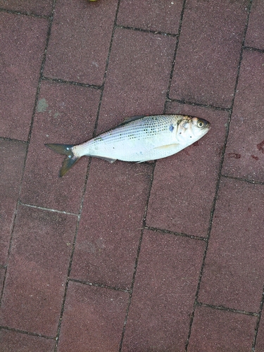 コノシロの釣果