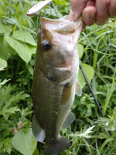 ラージマウスバスの釣果