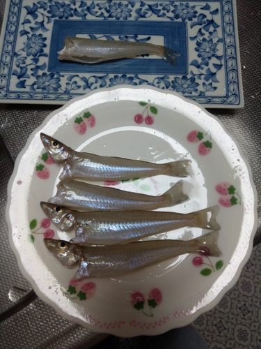 シロギスの釣果