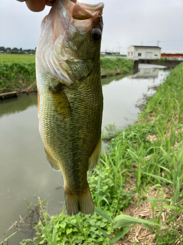 ラージマウスバスの釣果